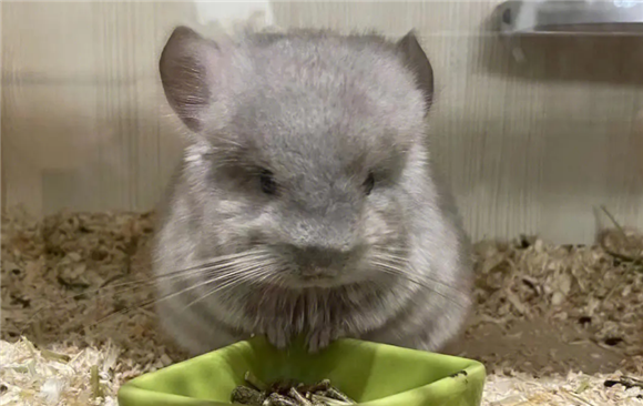 龙猫需要吃化毛膏吗