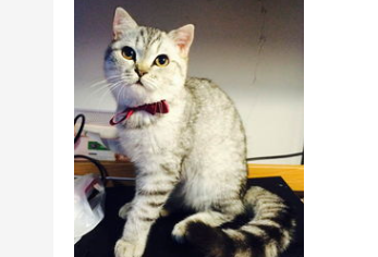 猫咪长期拉软便应该怎么办?猫咪长期拉软便怎么回事? 猫咪长期拉软便应该怎么办?猫咪长期拉软便怎么回事?