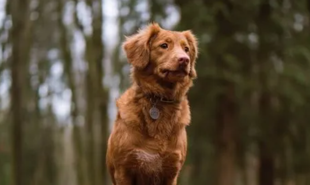 养狗必知!关于犬瘟的那些知识 养狗必知!关于犬瘟的那些知识