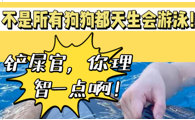 狗狗并非天生会游泳！这几种狗狗就不会！