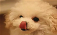 为什么狗狗突然经常闻主人鼻子