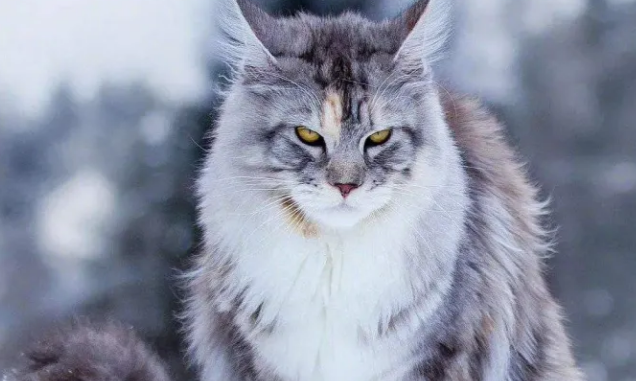 正规猫舍一只缅因猫多少钱 正规猫舍一只缅因猫多少钱
