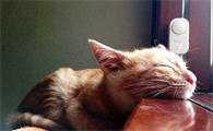 猫咪鼻子不通气怎么办?猫咪鼻子不通气吃什么药?