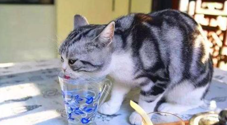 猫养不熟怎么办?猫咪养不熟怎么办? 猫养不熟怎么办?猫咪养不熟怎么办?
