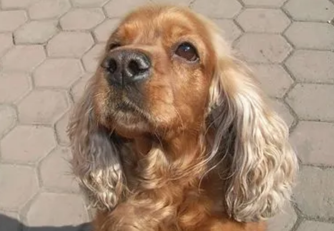 美国美卡犬价格