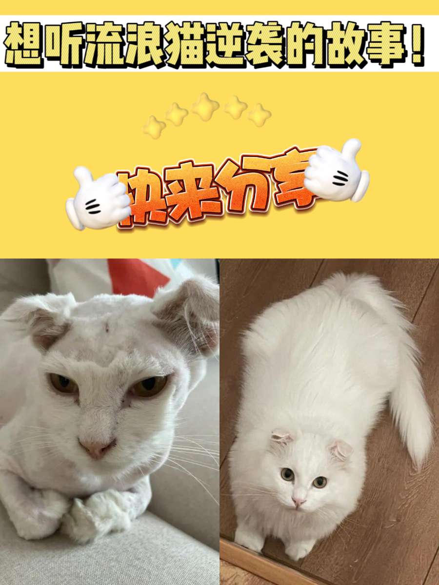 想听流浪猫逆袭的故事！