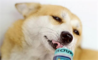 狗狗可以吃猫条吗为什么