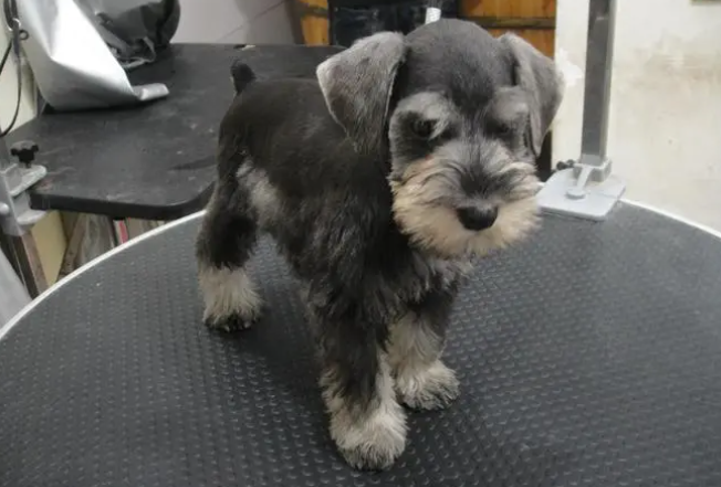 雪纳瑞幼犬身上有皮屑怎么办？雪纳瑞有皮屑是皮肤病吗？