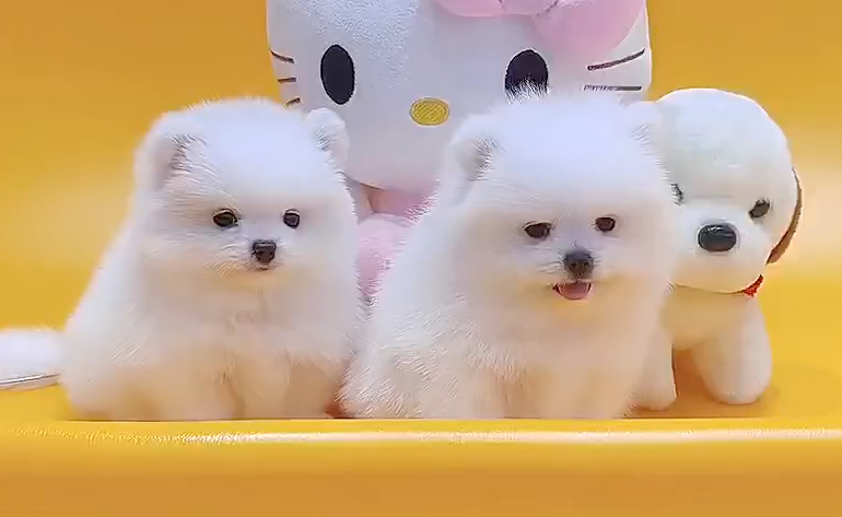 北京犬舍哪里有