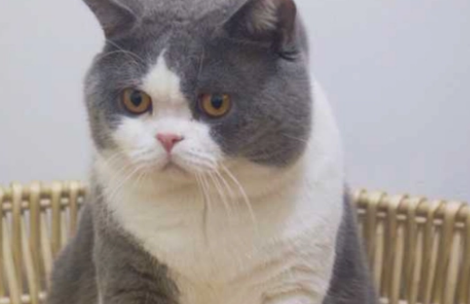 蓝猫一般能活几年