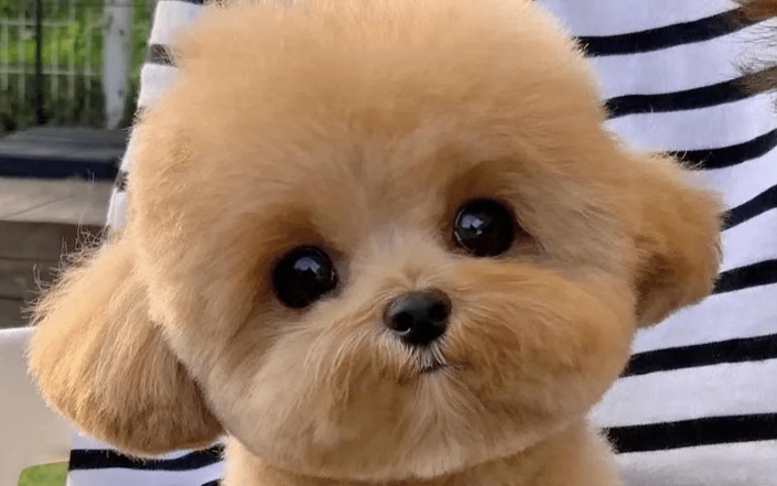 马尔泰犬一只多少元 马尔泰犬一只多少元
