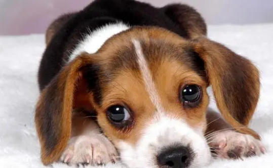 母犬产后能不能立刻洗澡?来get下吧 母犬产后能不能立刻洗澡?来get下吧