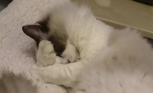 布偶猫黑下巴是怎么回事？引起布偶猫黑下巴的四大原因！