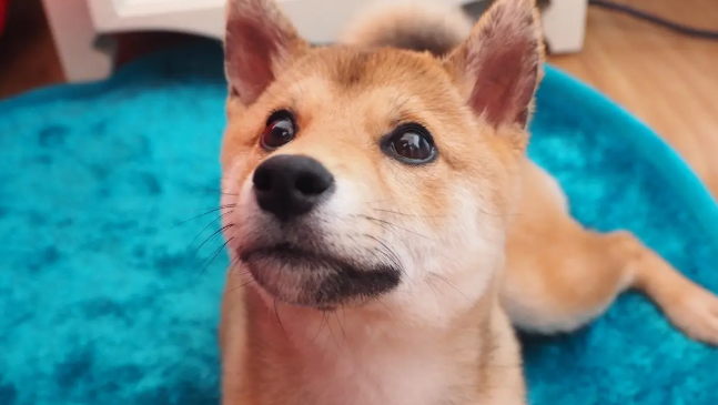 柴犬能吃鸡蛋吗？柴犬吃鸡蛋需要注意的？