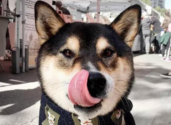 黑柴犬多少钱一只?黑柴的价格一般在五千左右 黑柴犬多少钱一只?黑柴的价格一般在五千左右