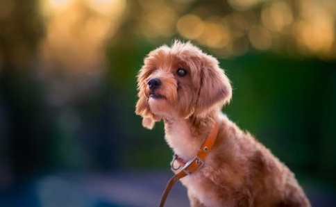 当狗狗出现这些异常状况, 你还不重视吗? 当狗狗出现这些异常状况, 你还不重视吗?