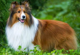 宠物犬喜乐蒂牧羊犬护理小知识! 宠物犬喜乐蒂牧羊犬护理小知识!