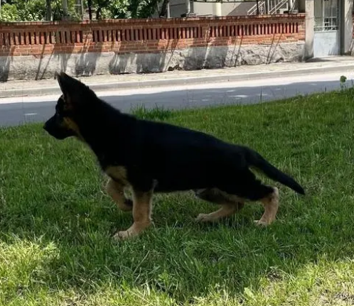 北京哪里犬舍正规 北京哪里犬舍正规