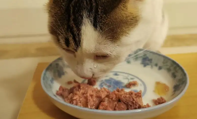 盼斯兔猫罐头可以放隔夜吗