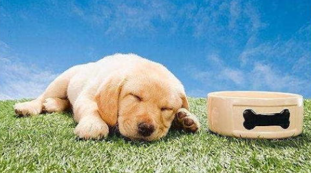 狗狗吃了少量的葱怎么办? 狗狗吃了少量的葱怎么办?