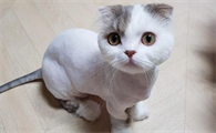 猫咪脱毛了是什么原因啊