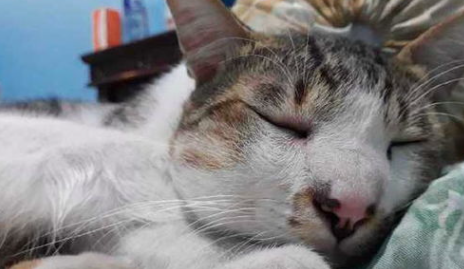 猫吃蜜蜂嘴巴里被蜇了会怎么办呢? 猫吃蜜蜂嘴巴里被蜇了会怎么办呢?