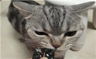 友点萌猫条好吗