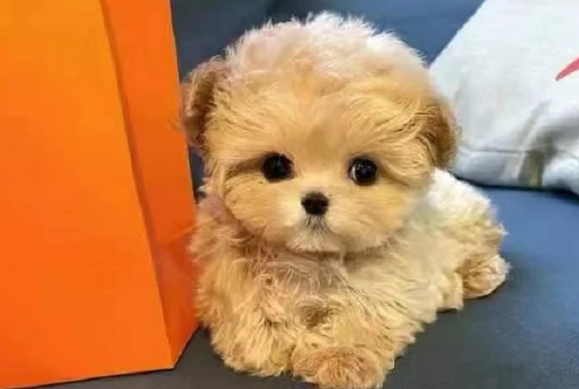 千万别养马尔泰