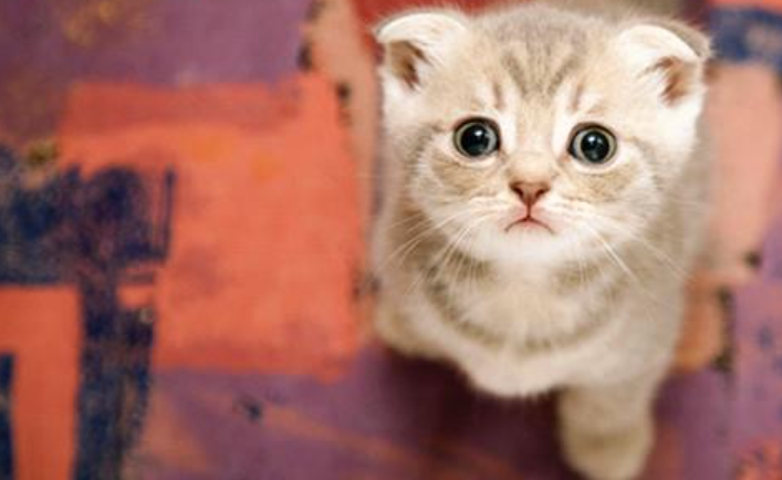 小猫有奶藓怎么办？小猫有奶藓怎么办好？