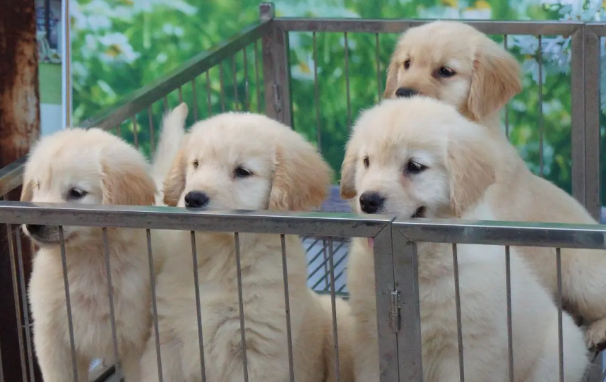 上海cku认证犬舍哪家
