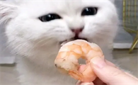 猫猫吃虾好不好