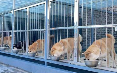 广州哪家犬舍好