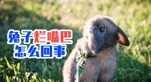 兔子嘴巴烂了怎么办?最好这样做 兔子嘴巴烂了怎么办?最好这样做