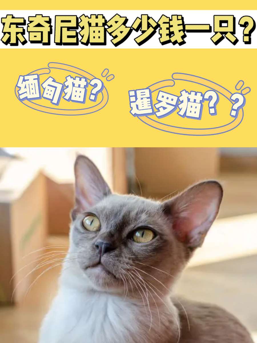 东奇尼猫多少钱一只？跟缅甸猫暹罗猫是近亲
