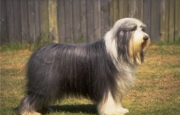 大型长毛犬品种