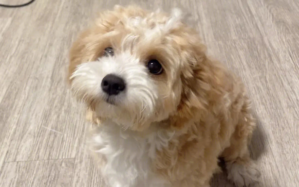 3个月的马尔泰犬好养吗