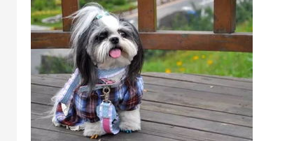 西施犬修剪造型的方法和详细步骤？