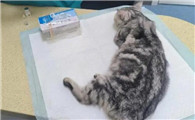 宠物药441治疗什么病