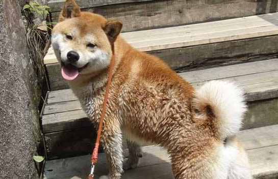 柴犬鼻子湿是什么原因？柴犬鼻子非常干又是怎么回事呢？