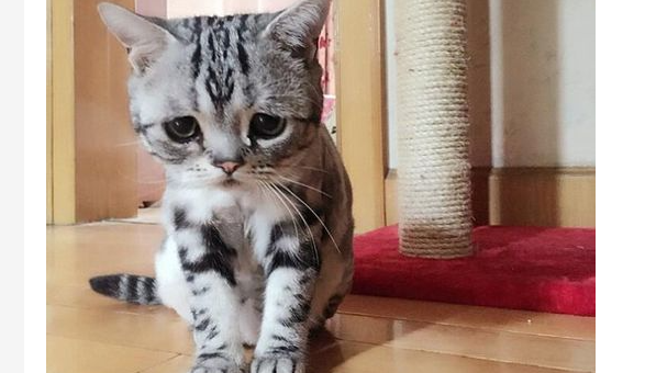 猫咪毛球症不吃不喝不拉怎么办?猫毛球症拉不出屎怎么办? 猫咪毛球症不吃不喝不拉怎么办?猫毛球症拉不出屎怎么办?
