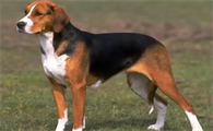 怎么选好的猎犬