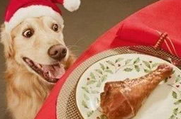 哪些食物狗吃了有毒？狗狗不能吃的食物