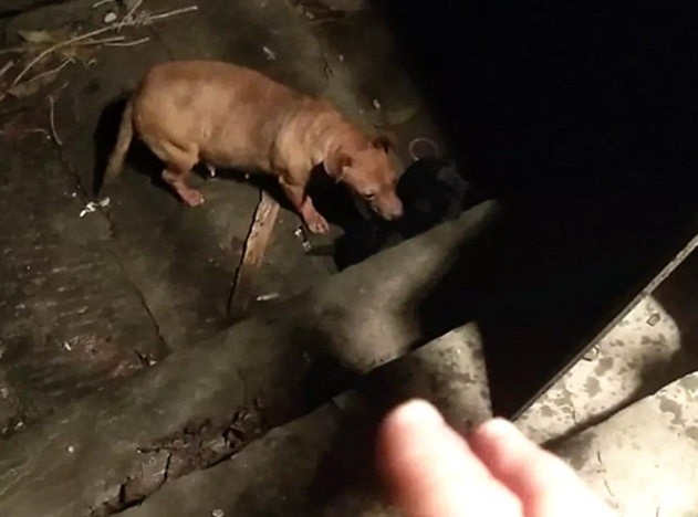 半夜起床听见凄惨的叫声,男子心生怜悯寻找踪迹,是走丢了吗? 半夜起床听见凄惨的叫声,男子心生怜悯寻找踪迹,是走丢了吗?