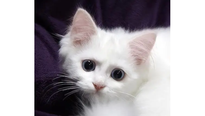 流浪猫不吃猫粮怎么办？