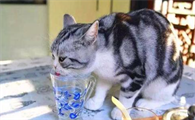 猫养不熟怎么办?猫咪养不熟怎么办?