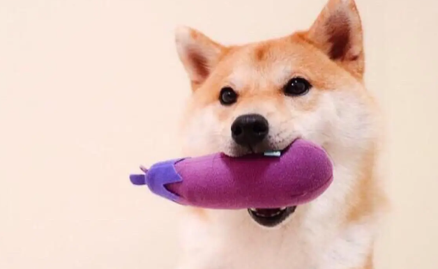 柴犬不能吃什么?这些食物柴犬一定不能吃? 柴犬不能吃什么?这些食物柴犬一定不能吃?
