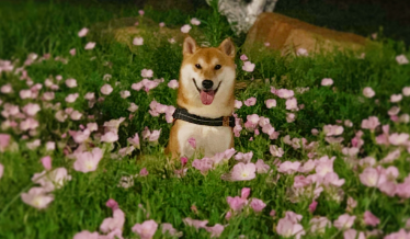 柴犬剃毛多久能长出来 如何让柴犬毛发长得快 柴犬剃毛多久能长出来 如何让柴犬毛发长得快