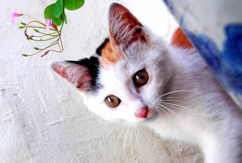 猫流黄鼻涕怎么办?猫流黄鼻涕怎么办用什么药? 猫流黄鼻涕怎么办?猫流黄鼻涕怎么办用什么药?