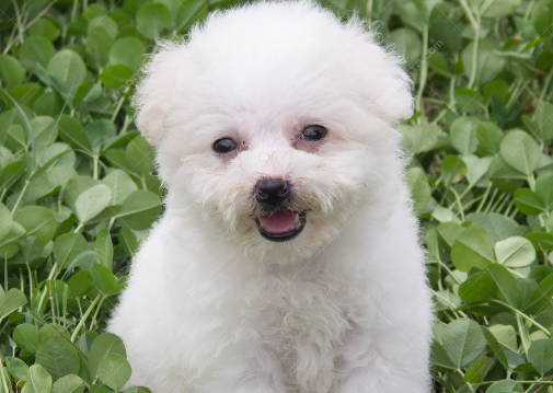 比熊犬如何训练？比熊犬的训练方法？