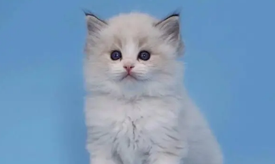 布偶猫满背什么意思 满背的布偶猫好吗 布偶猫满背什么意思 满背的布偶猫好吗